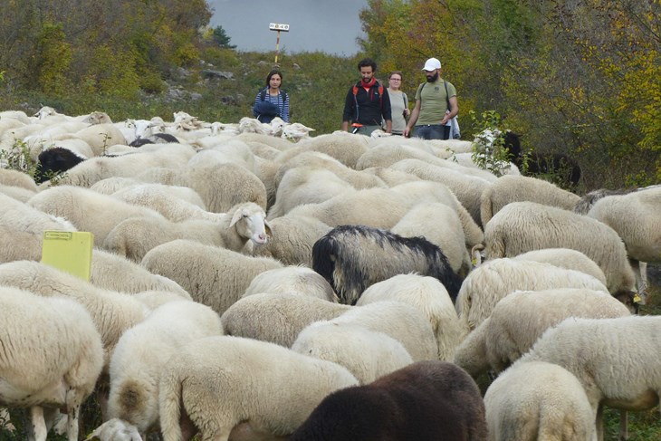 Volonteri u seobi stada ovaca s planine (Foto: Udruga Biom)